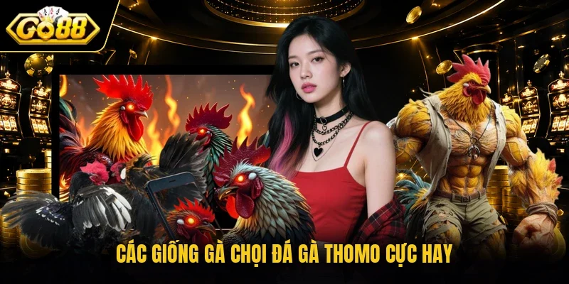 Các giống gà chọi đá gà Thomo cực hay