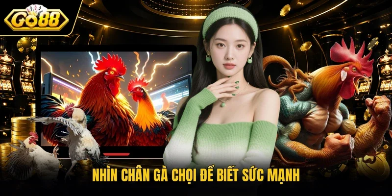 Nhìn chân gà chọi để biết sức mạnh